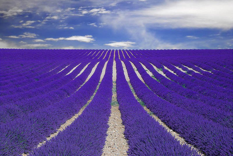 The Top 50 'Pictures of the Day' for 2012