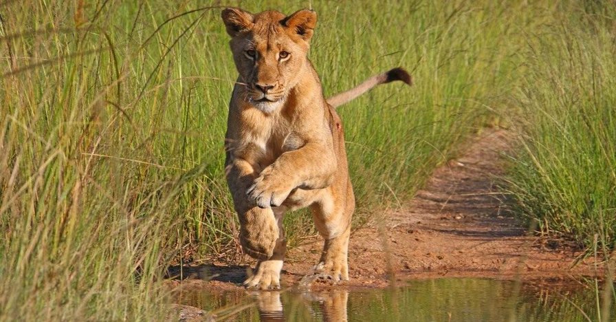 This GoPro Camera Shows What It's Like to be Lion's Prey