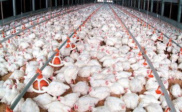Chicken litter to power up Ballymena biogas plant