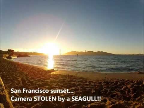 Seagull Steals Camera, Films Itself Flying Off Into the Sunset