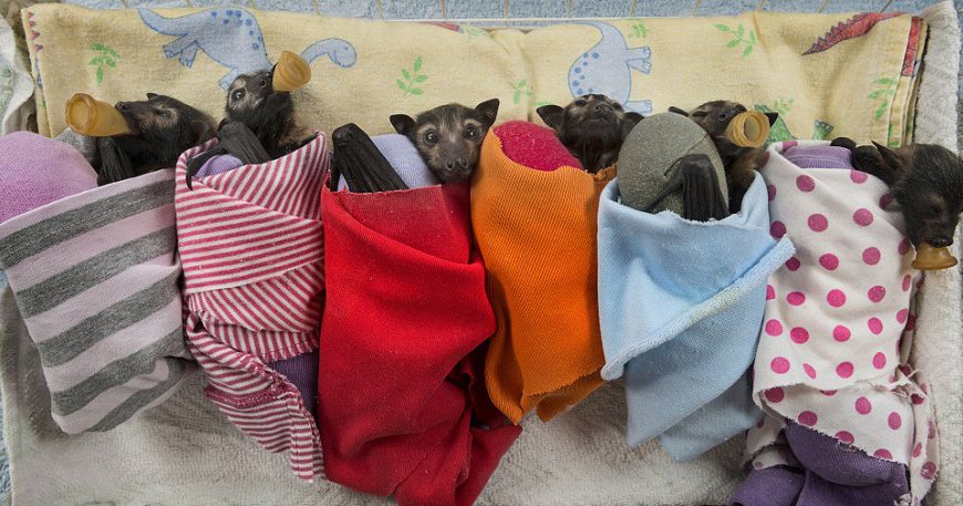 There’s A Bat Hospital In Australia That Takes In Abandoned Baby Bats