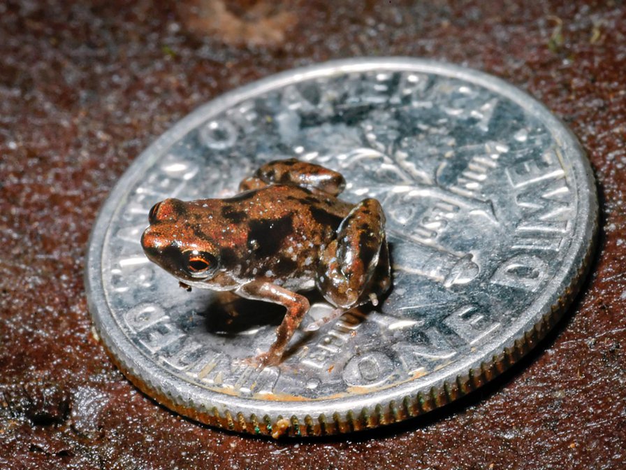 World's Smallest Frog Found