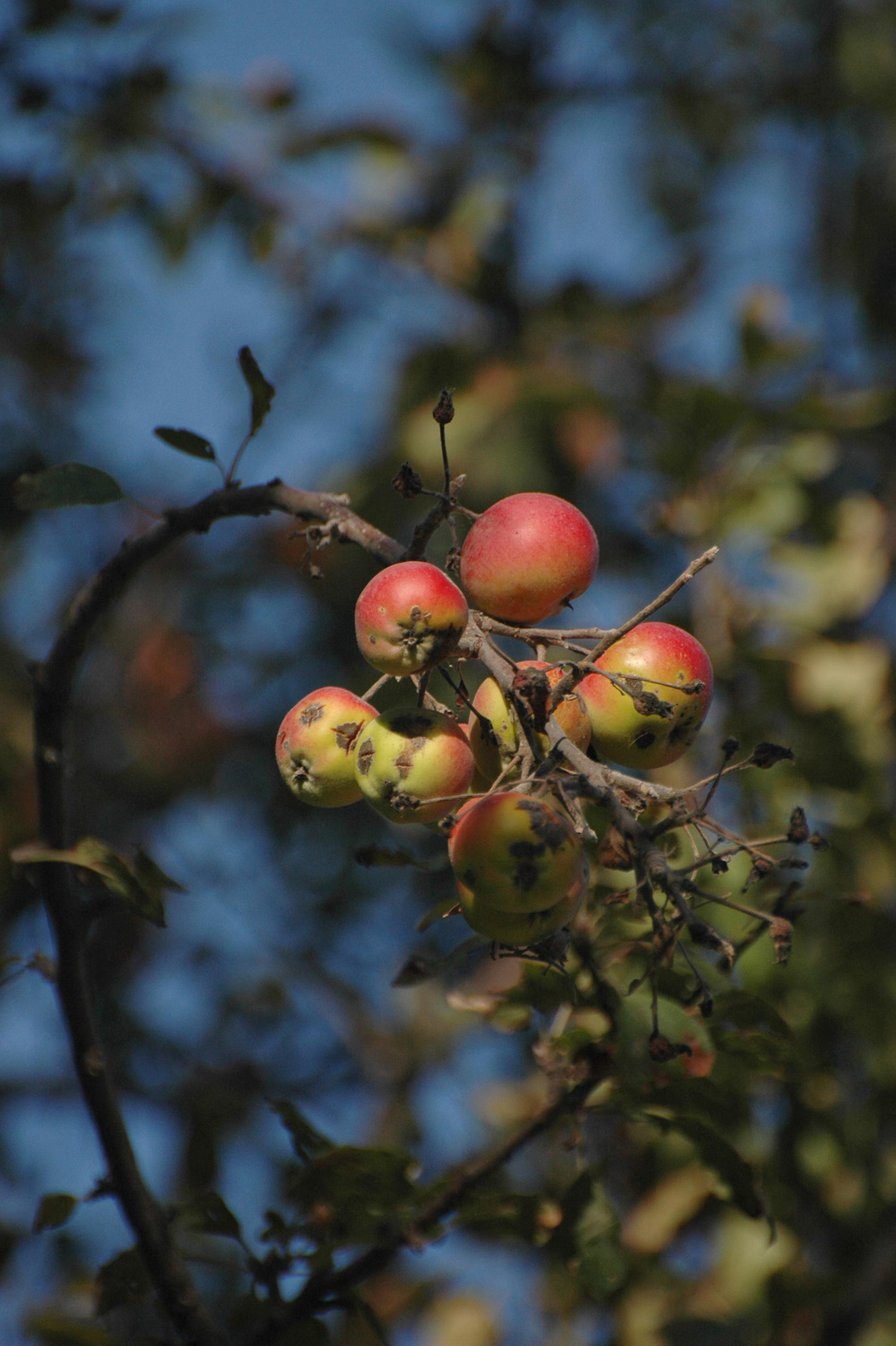 Apples of Eden: Saving the Wild Ancestor of Modern Apples