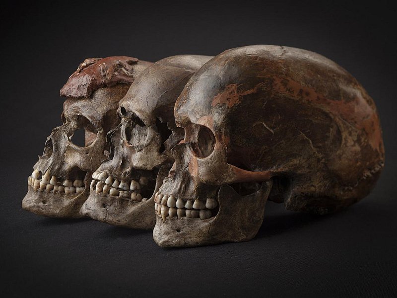 All Europeans descended from Belgians