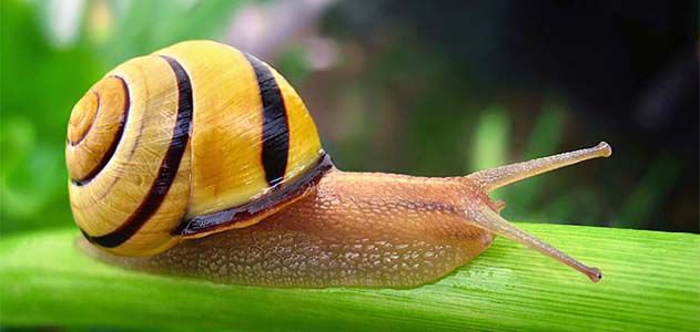 How the white-lipped grove snail reached Ireland from Spain
