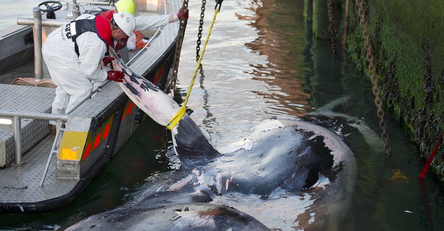 Ocean Life Faces Mass Extinction