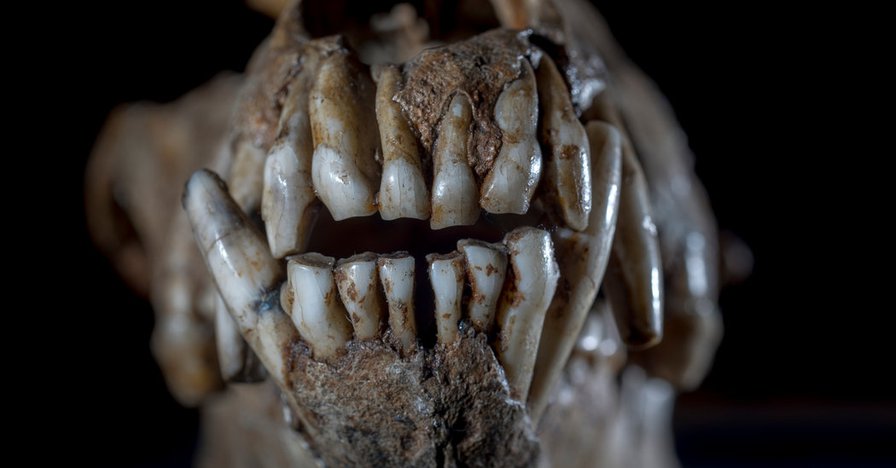 The Big Search to Find Out Where Dogs Come From