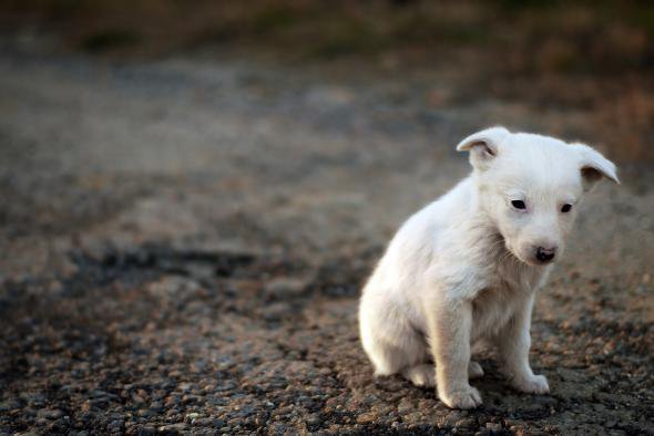 Sad Puppies: What their failure tells us about Donald Trump.