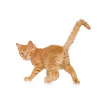 Why your cat sticks its bum in your face