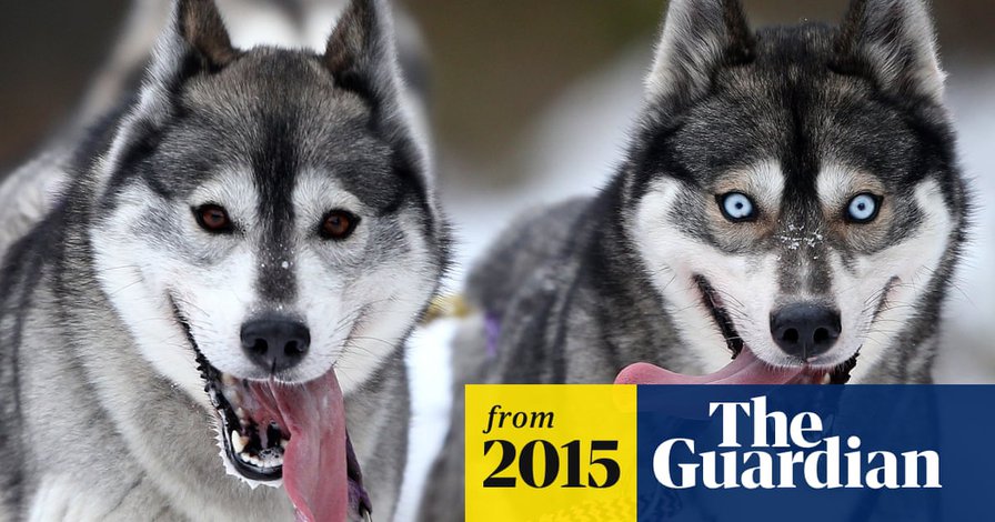 Dog DNA study reveals the incredible journey of man's best friend