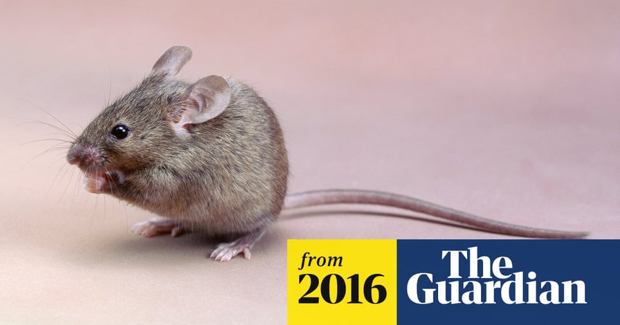 Mice delay Brussels tunnel repairs by eating construction plans