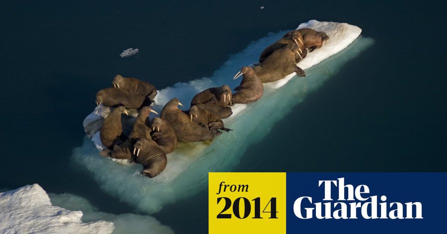 Flights re-routed to avoid walrus stampede on Alaska beach