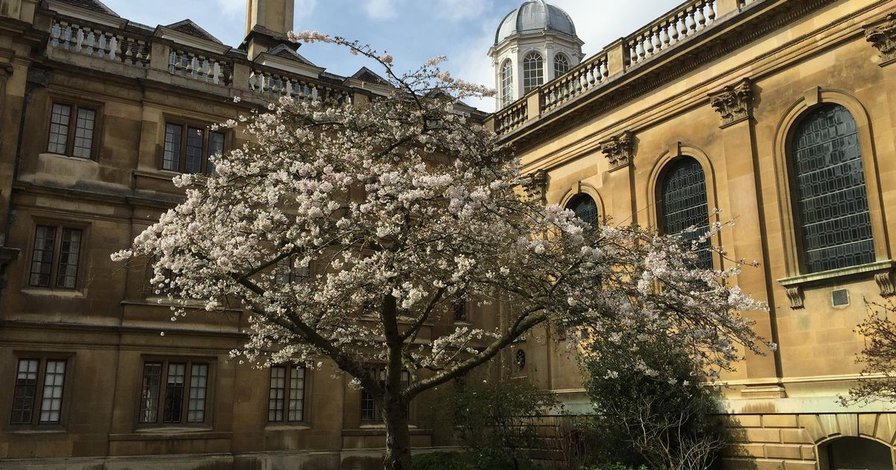 Iconic Cambridge tree felled after contracting deadly fungus - Cambridge News