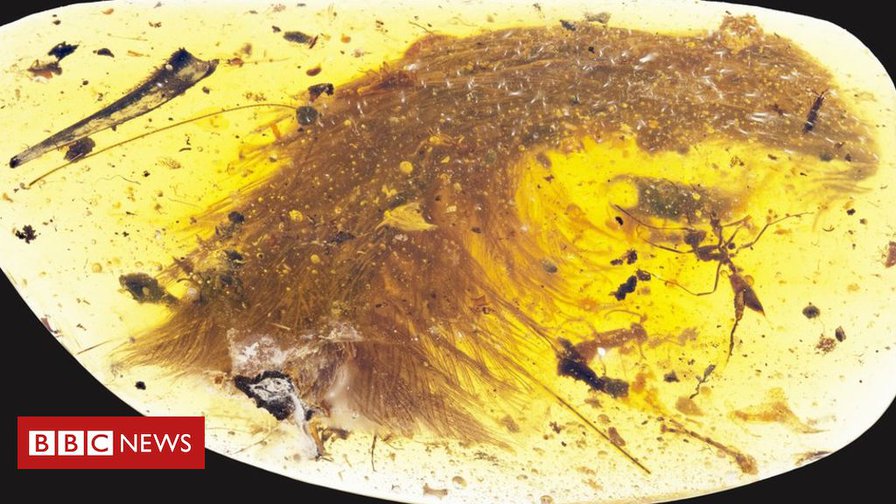 'Beautiful' dinosaur tail found preserved in amber