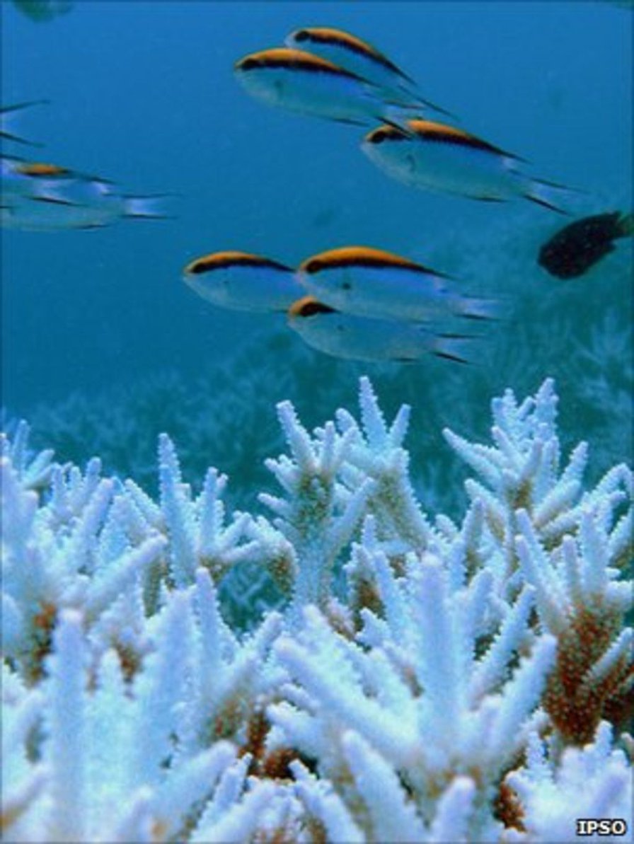 BBC News - World's oceans in 'shocking' decline