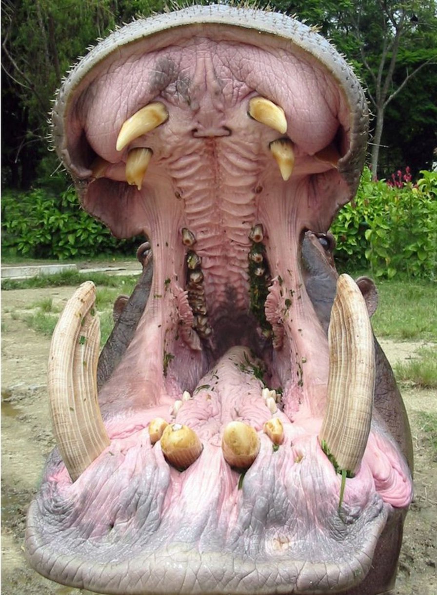 Pablo Escobar’s hippos: A growing problem