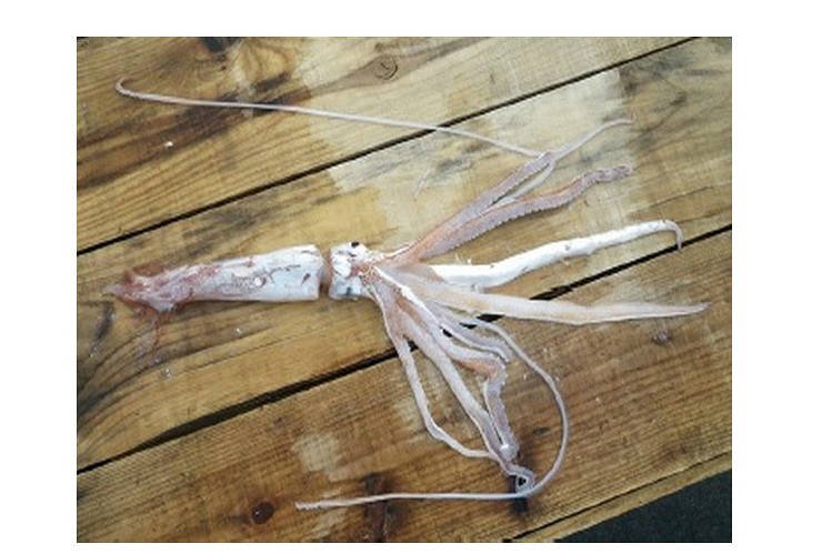 Giant Squid Babies Caught in Japan, First in World