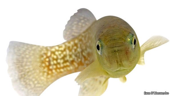 Pollution and evolution: Waters of change | The Economist