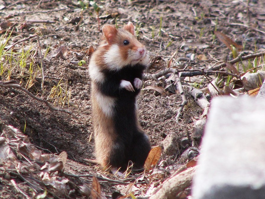 Flanders’ wild hamster threatened with extinction