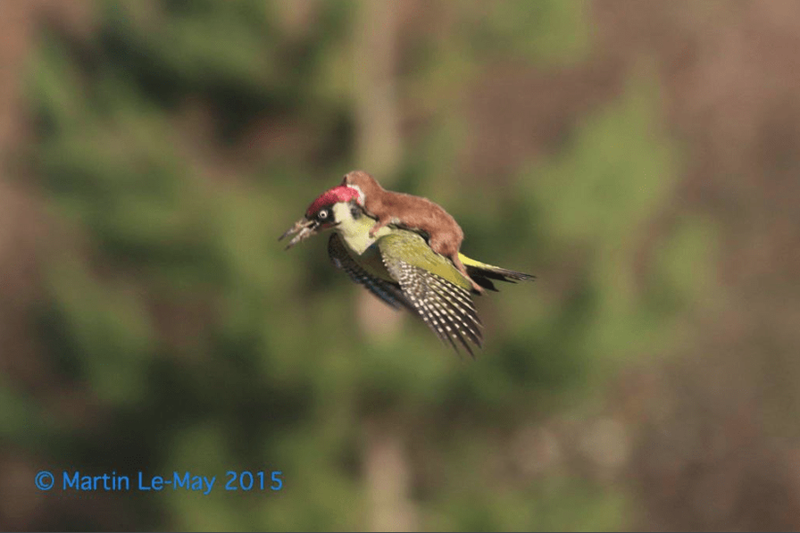 Weasel Rides A Woodpecker
