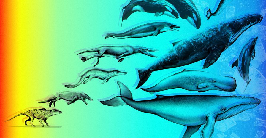 A Possible Break in One of Evolution's Biggest Mysteries