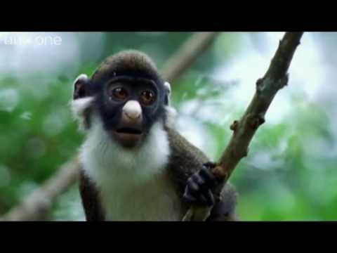 The Best of BBC One's Walk On The Wild Side