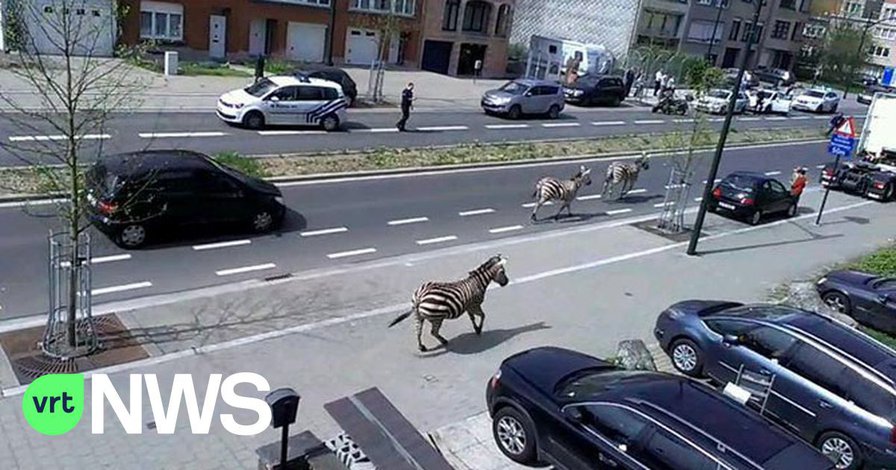 Zebras on the loose in Brussels