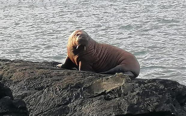 Arctic walrus takes a nap on an iceberg, wakes up in Ireland