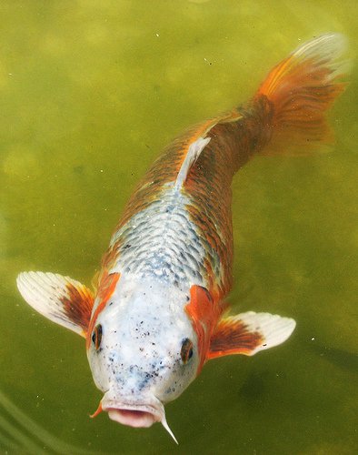 Tweeting Fishy Minister makes it a Twitter election after all? « Slugger O'Toole
