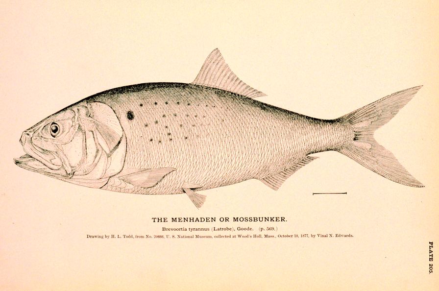 How an angler and two government bureaucrats may have saved the Atlantic Ocean.