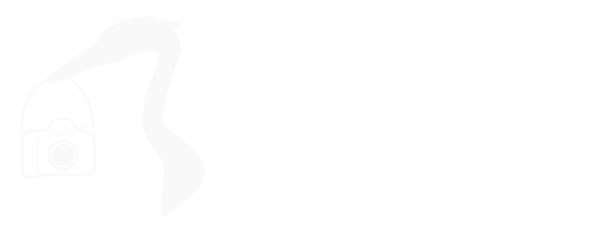 The Death of Reddit