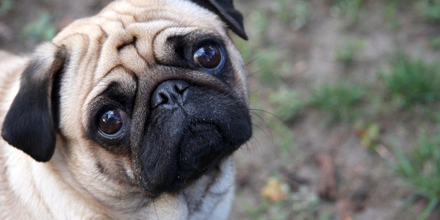 How the 'Sad Puppies' Internet campaign gamed the Hugo Awards