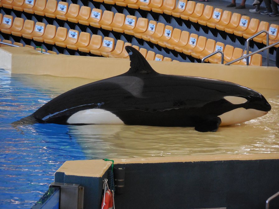 Orca dies aged 17 in captivity - females can reach 100 years of age in the wild